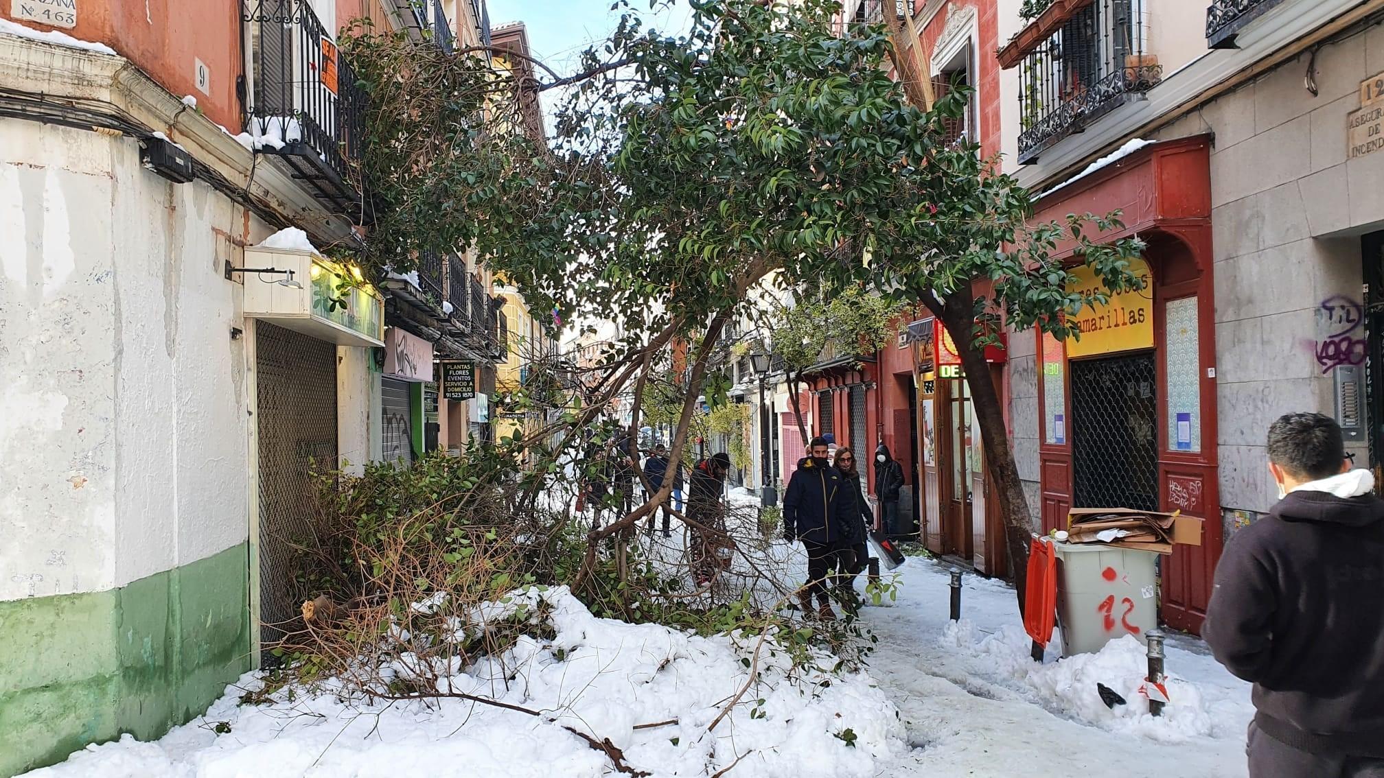 Árboles caídos por la nieve en una calle de Madrid. EP