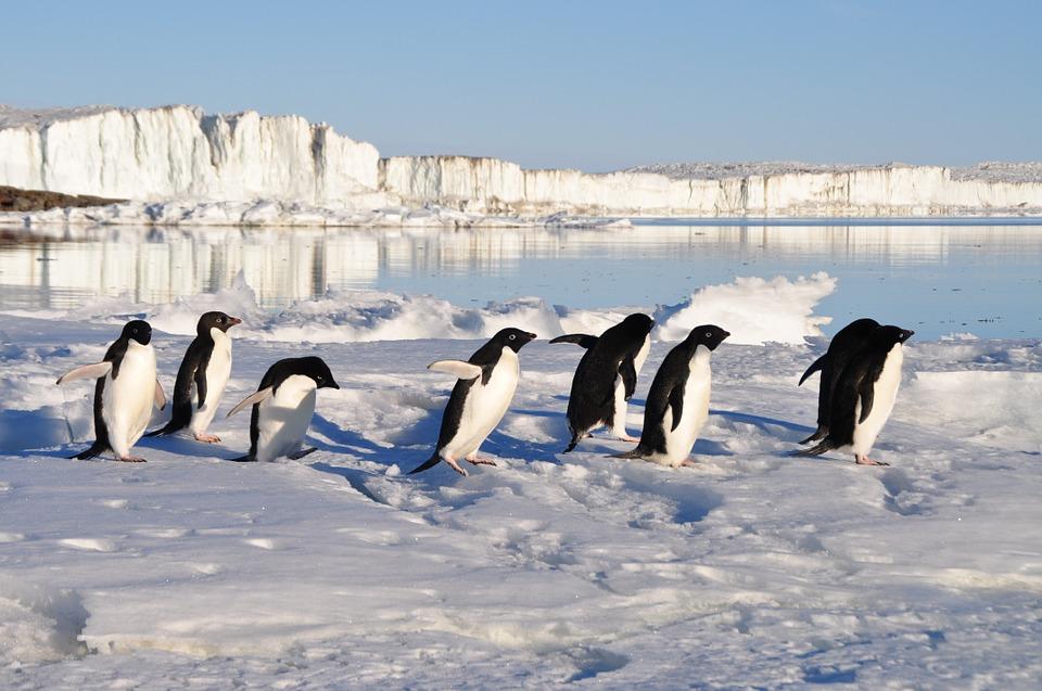 Pingüinos caminando sobre el hielo. Fuente: Pixabay