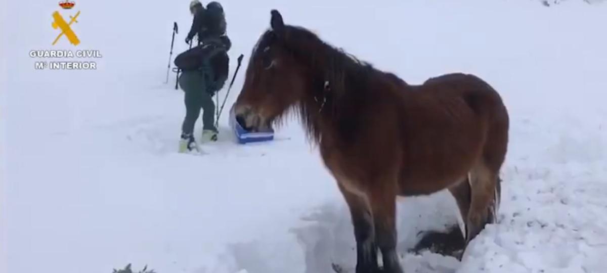 Guardias civiles rescatan a una yegua en los Picos de Europa, en Asturias. Twitter