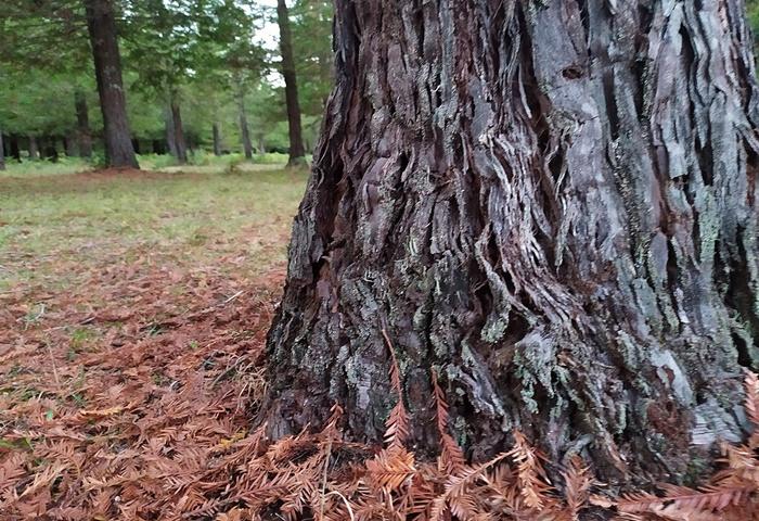 Bosque de secuoyas rojas de Poio, Pontevedra.