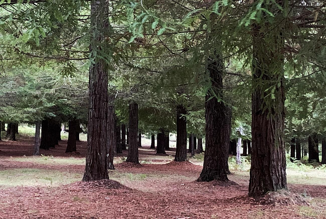 El Bosque de Colón compuesto de ejemplares enviados desde EEUU es el mayor bosque de secuoya roja de Europa (Foto: V.G.).
