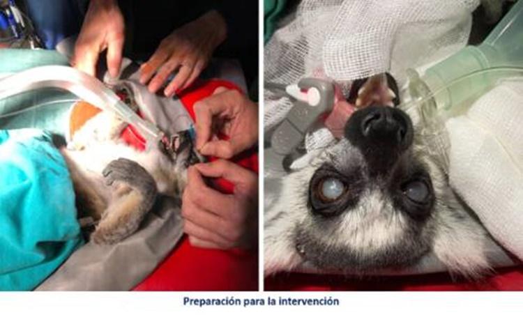 Operación lemur Faunia Operación lemur Faunia