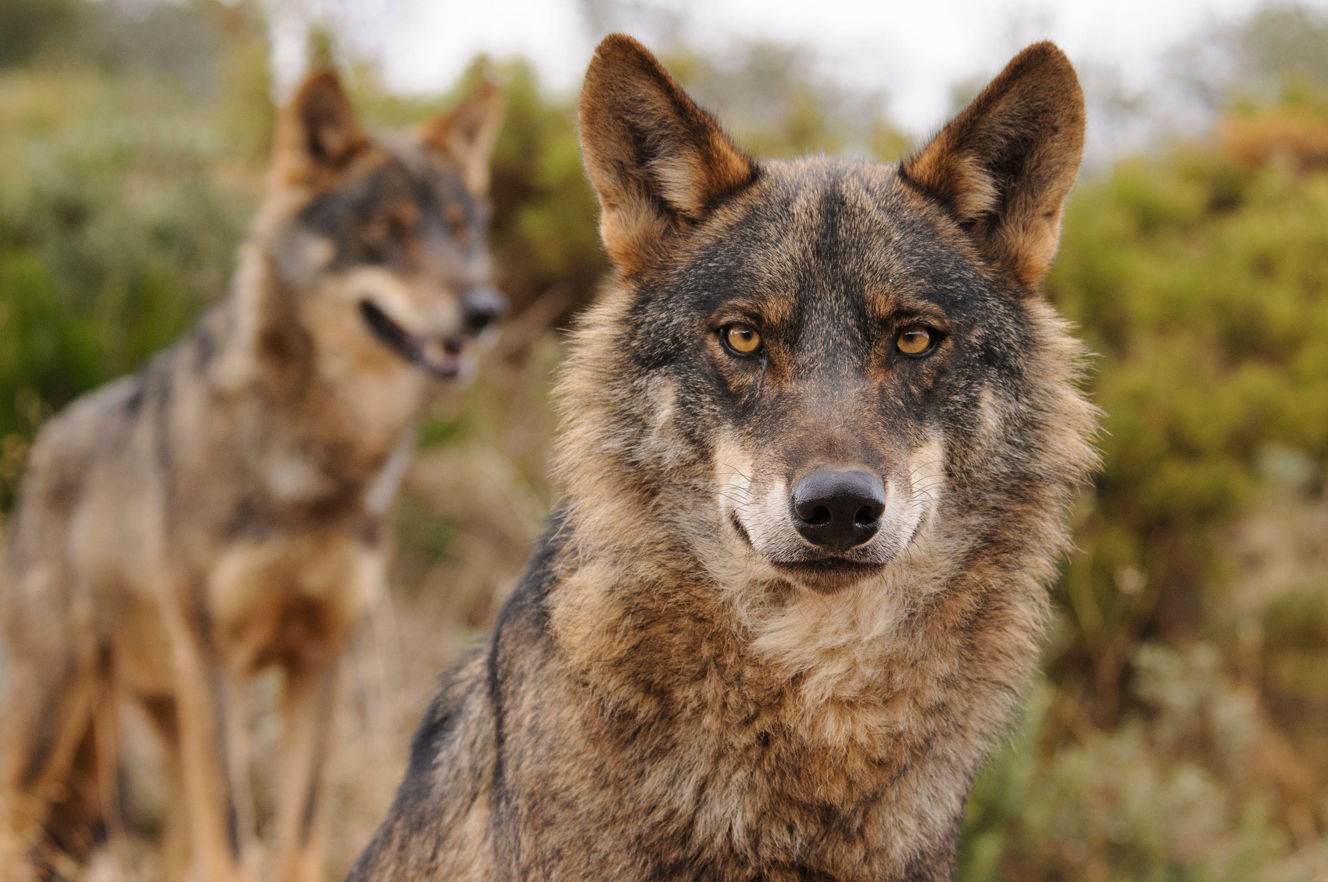 Imagen de recurso de un lobo ibérico. Fuente: WWF.
