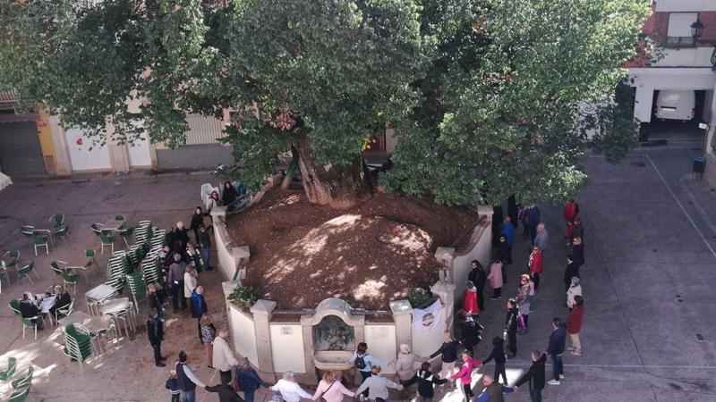 ‘El olmo del pueblo de Navajas’ (Castellón) ‘El olmo del pueblo de Navajas’ (Castellón)