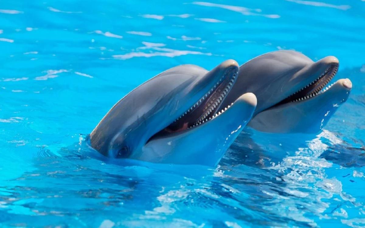 Delfines en el agua. Fuente: Pixabay
