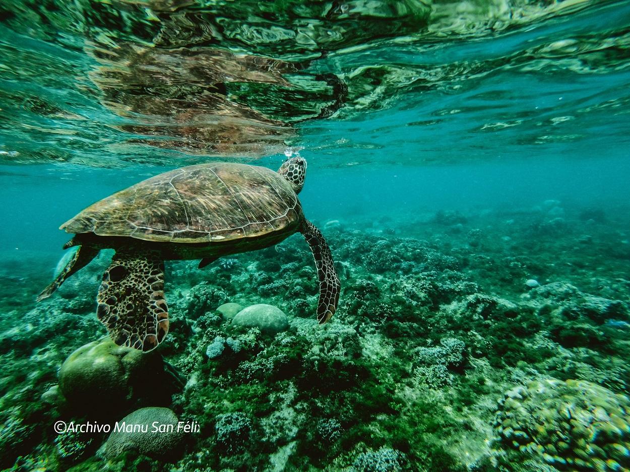 Imagen promocional difundida por Santander for the Seas