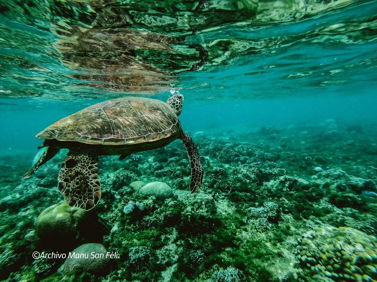 Imagen promocional difundida por Santander for the Seas