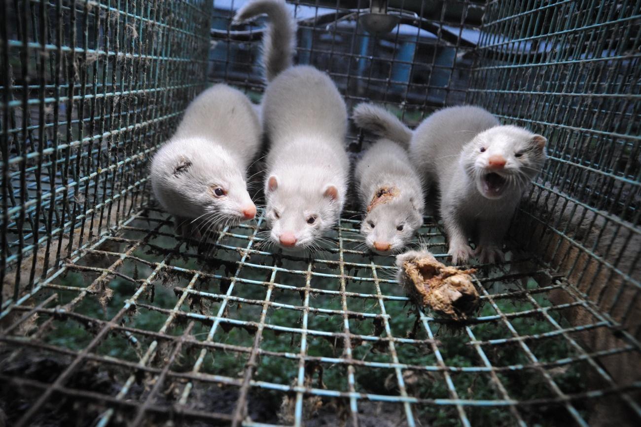 Las granjas de visones americanos están en el punto de mira durante esta pandemia (Foto: WWF).