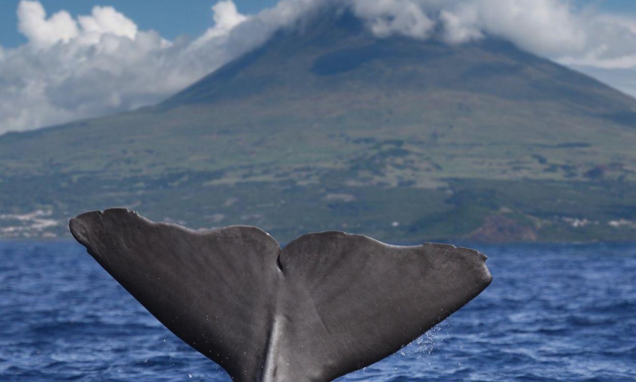 Azores (Portugal), animal marino