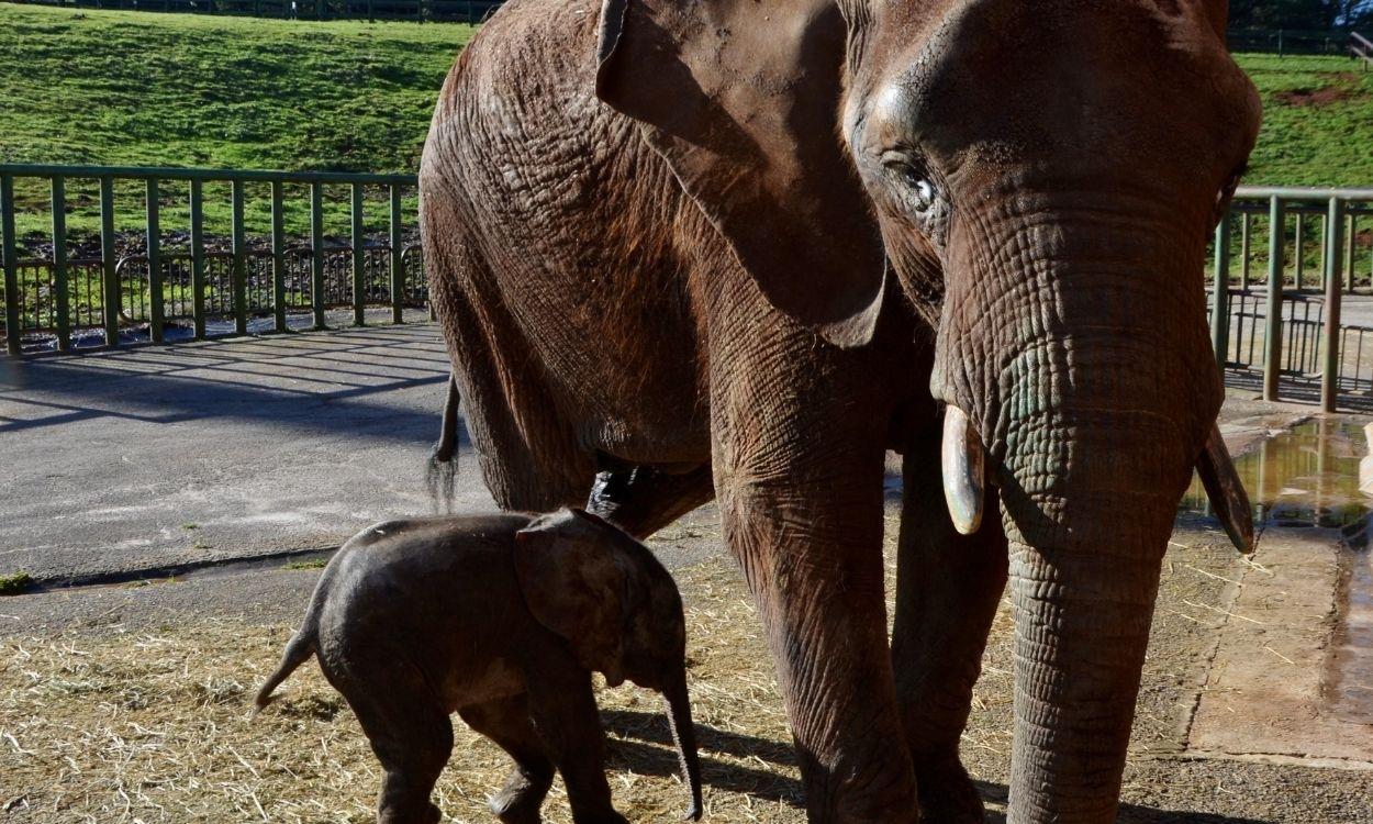 Elefantes africanos en el Parque de la Naturaleza de Cabárceno (Cantabria). EP