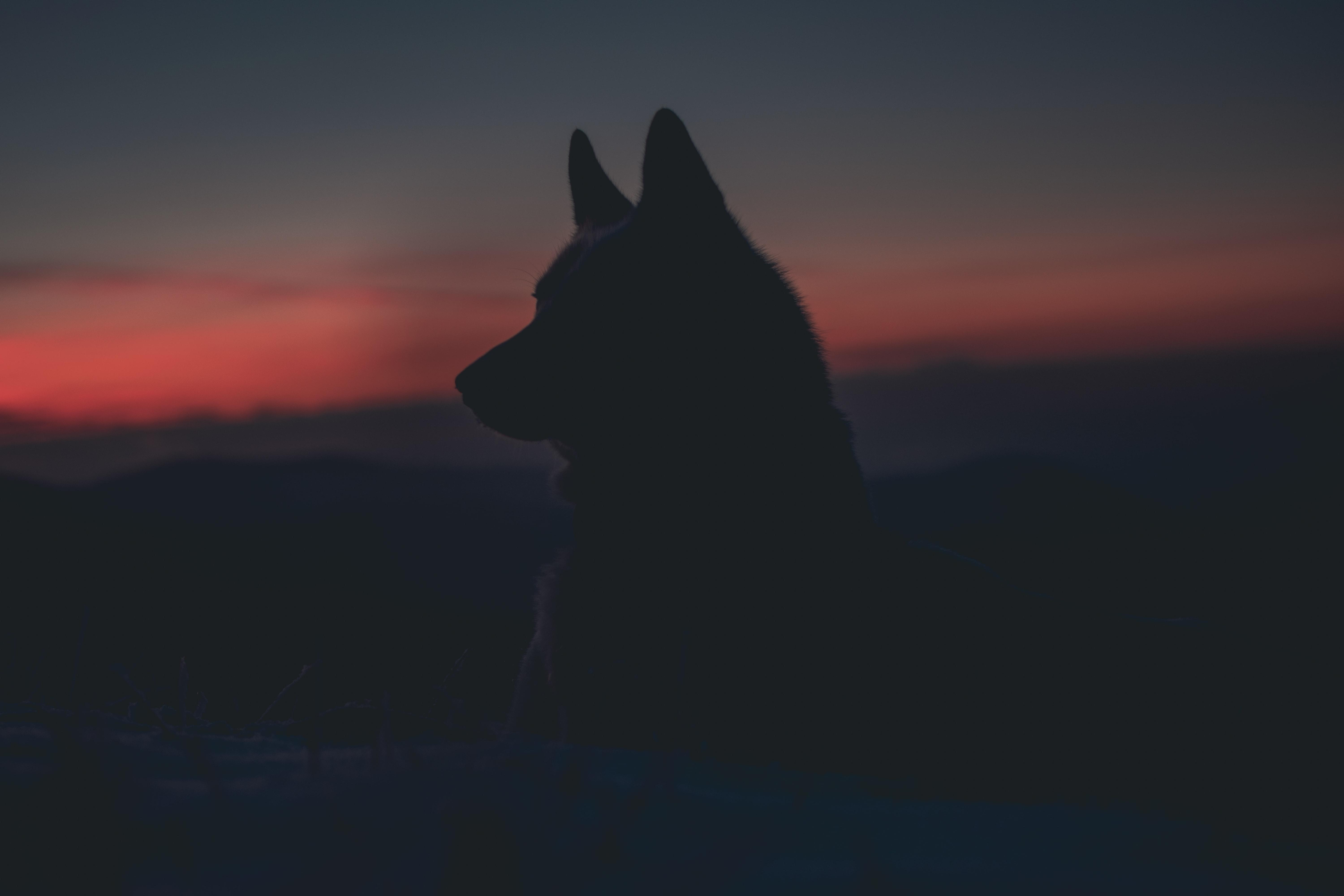 Lobo. Unsplash