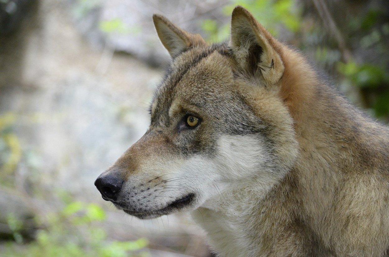 Gracias a Félix Rodríguez de la Fuente conocimos al amigo lobo