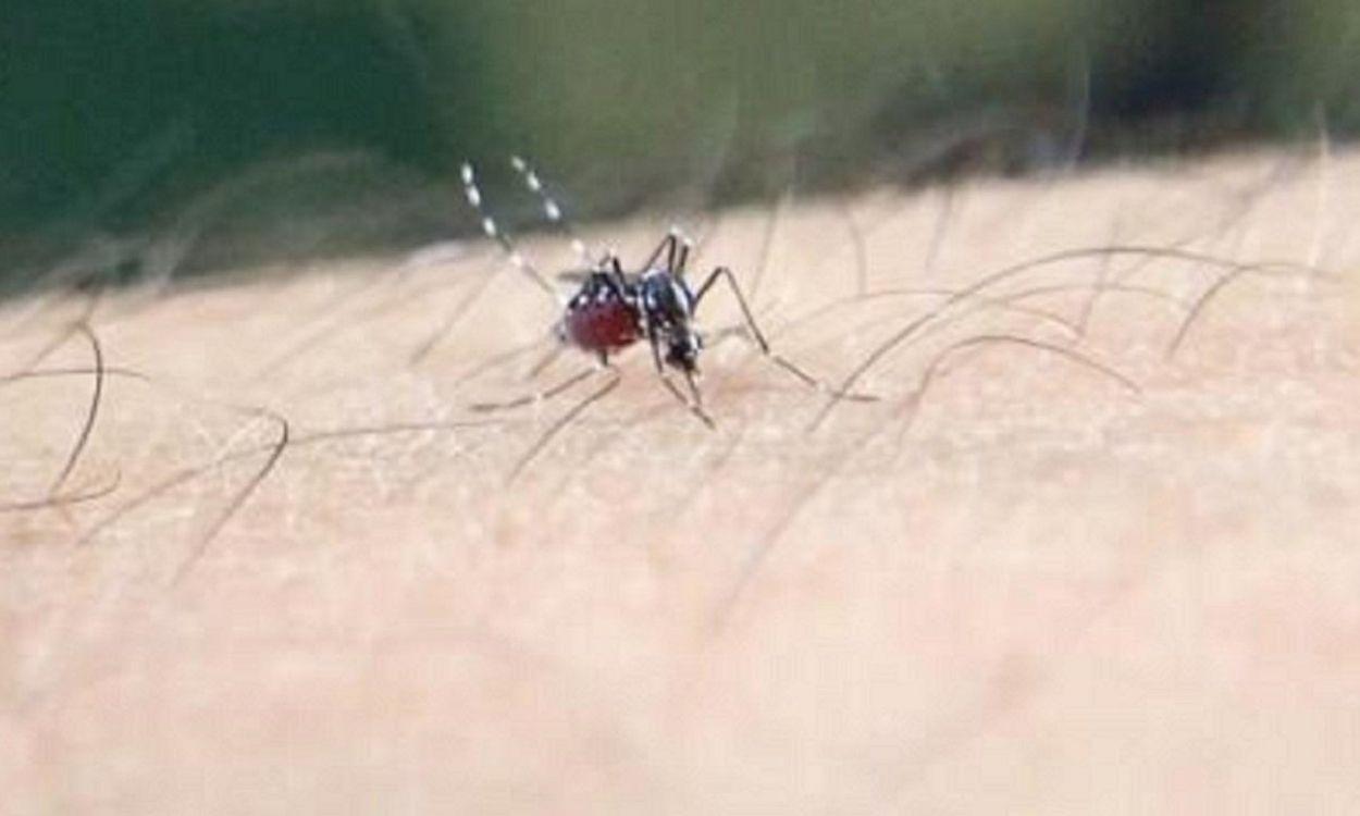 El mosquito tigre asiático toma la sangre de un brazo humano. Europa Press.