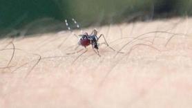 El mosquito tigre asiático toma la sangre de un brazo humano. Europa Press.
