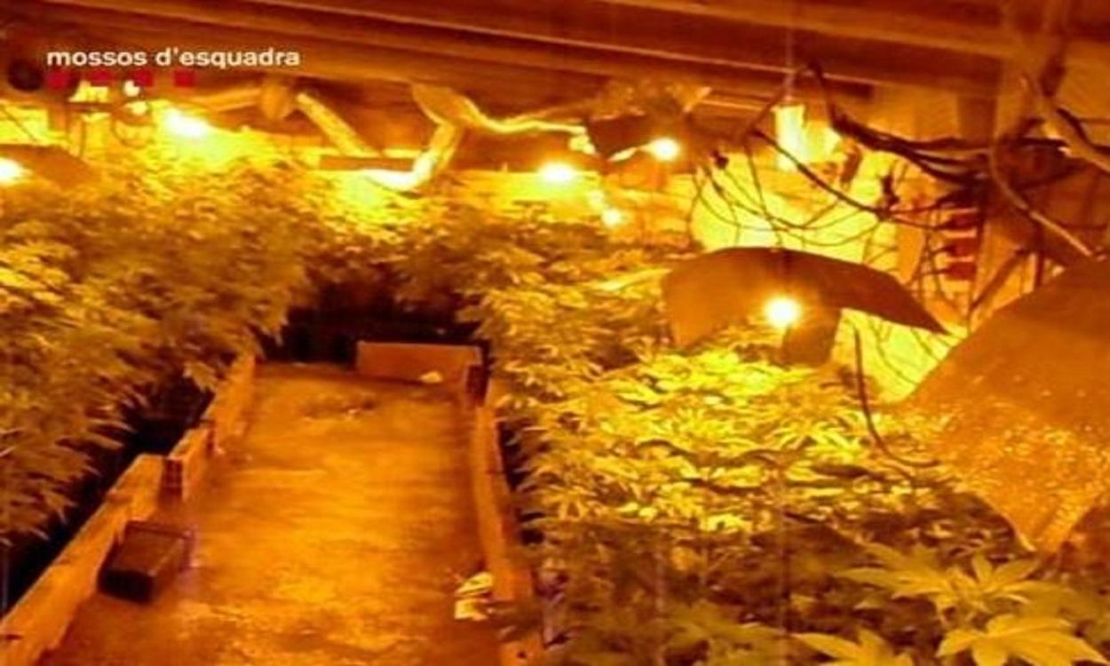 Plantación de marihuana en un búnker en Girona. EP