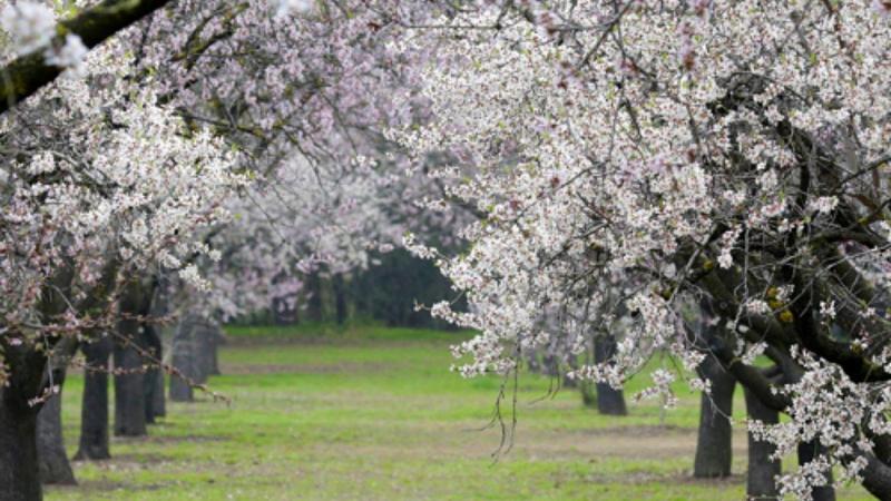 Quinta De Los Molinos, parque de San Blas.