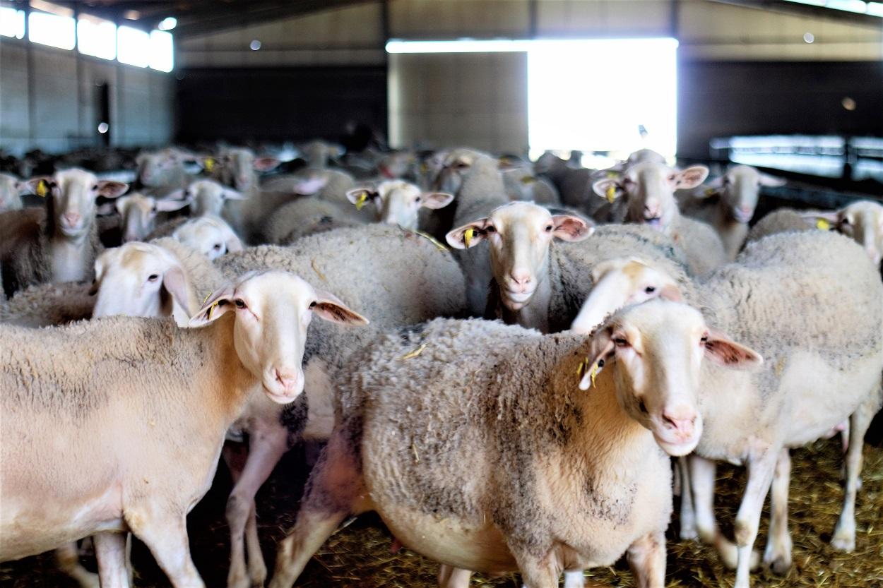 Rebaño de ovejas de la ganadería Don Apolonio en Malagón. Patricia Galiana / Europa Press