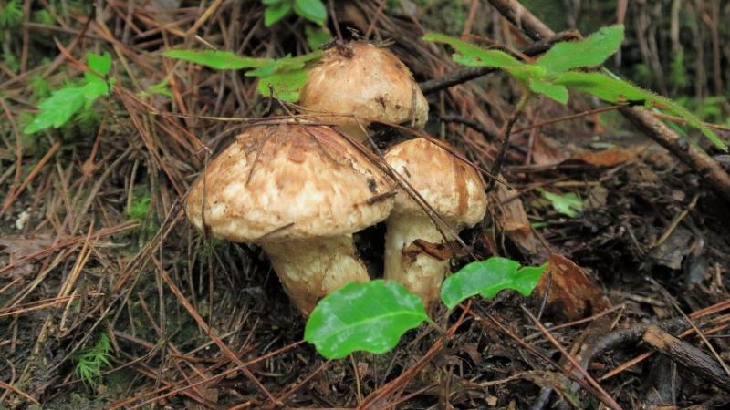 Setas Matsutake de Japón. 