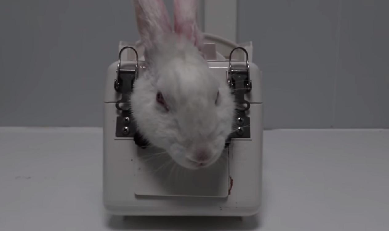 Un conejo sometido a una prueba en el laboratorio Vivotecnia. Cruelty Free International