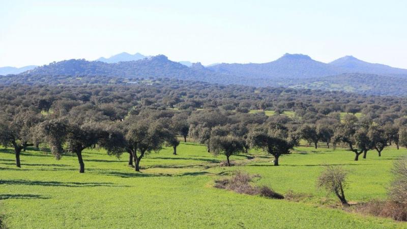 Dehesa de Extremadura. Dehesa de Extremadura.