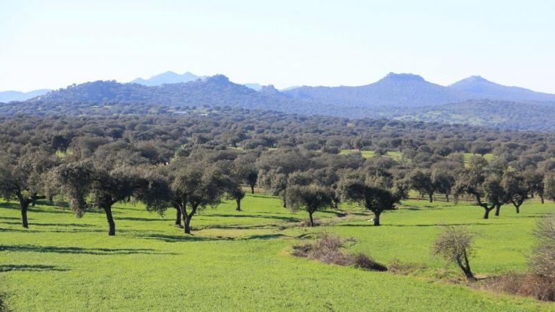 Dehesa de Extremadura.