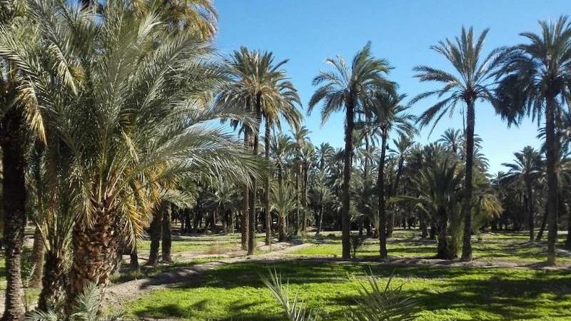 Palmeral de Elche. Europa Press