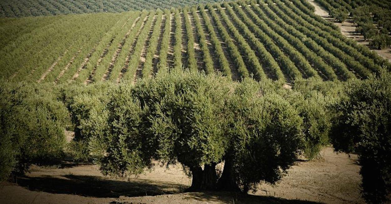 El paisaje del olivar andaluz, candidato a Patrimonio Mundial de la Unesco