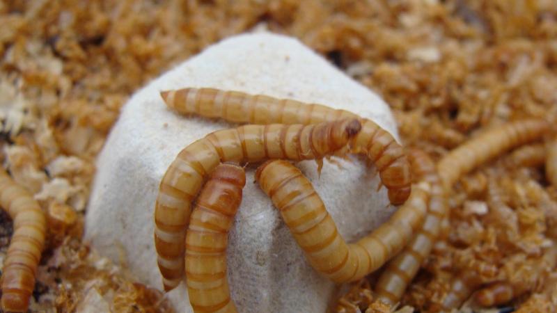 Para Adriana Casillas, la cría de insectos es su aportación a la lucha contra el cambio climático