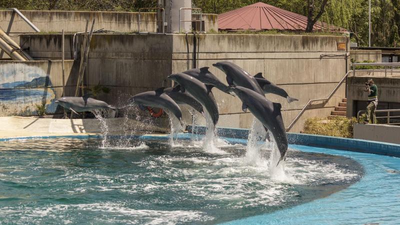 Delfines en el Zoo de Madrid