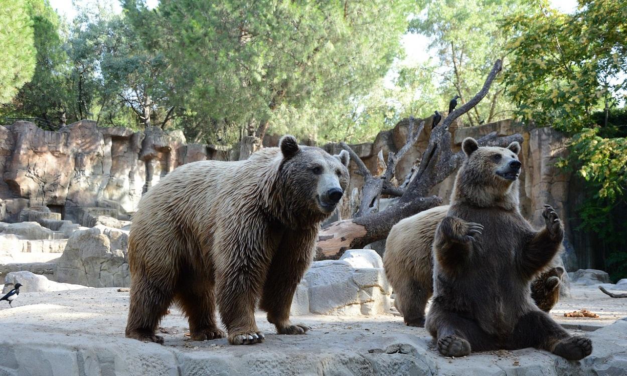 Osos del Zoo de Madrid. Pixabay