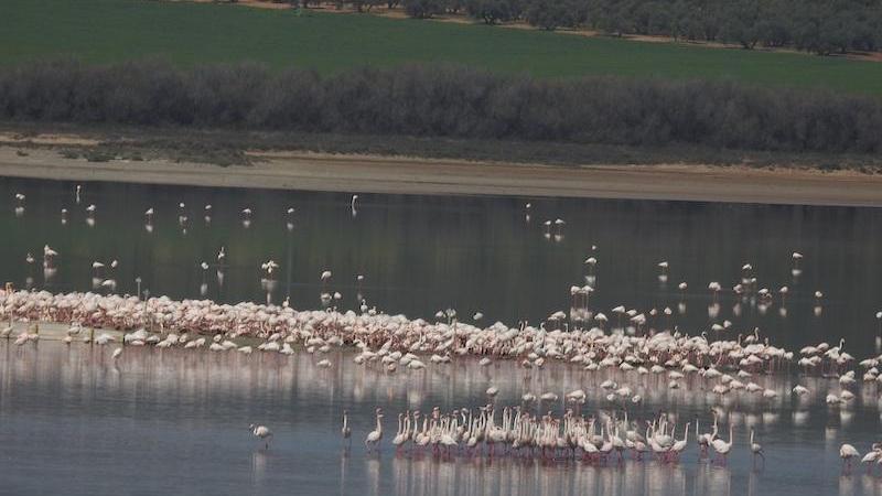 Laguna de Fuente de Piedra. Europa Press Laguna de Fuente de Piedra. Europa Press
