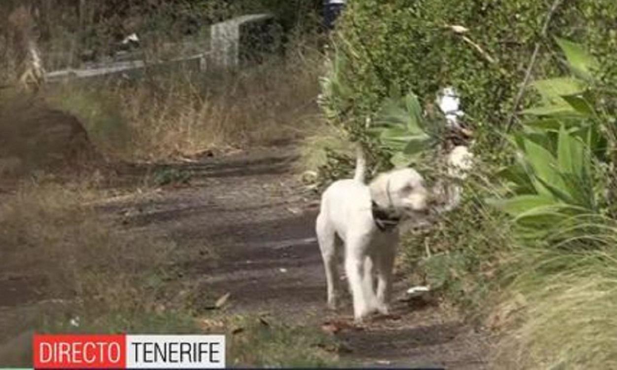Uno de los perros rastrea la finca de Tomás Gimeno en Tenerife. Telecinco