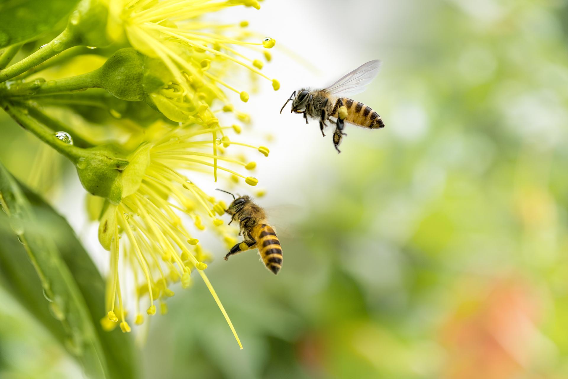Debes más a las abejas de lo que piensas… y también les debes más