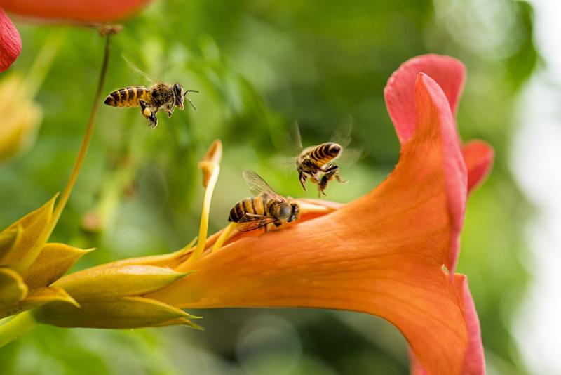 Los polinizadores son indispensables para conservar la biodiversidad Los polinizadores son indispensables para conservar la biodiversidad