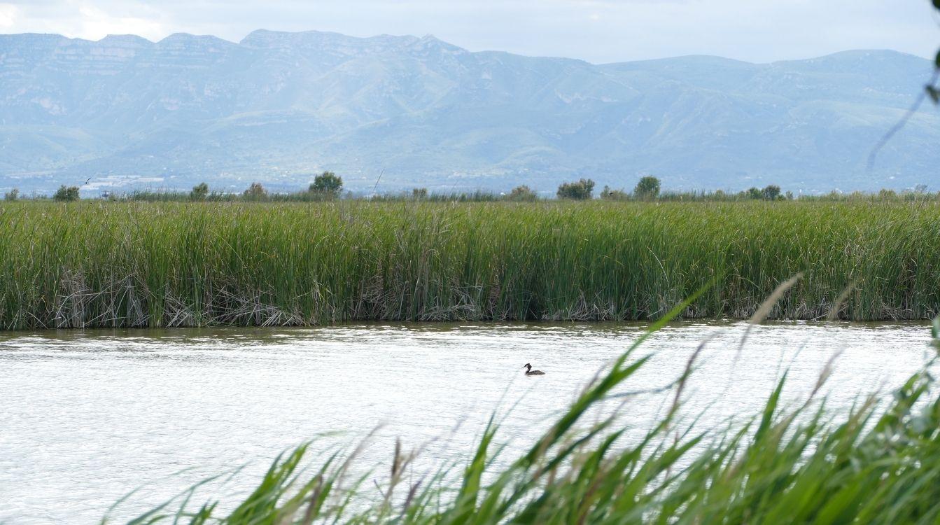 En el Delta del Ebro Agbar gestiona los humedales artificiales de depuración de Illa de Mar y l’Embut, declarados reserva salvaje. (Foto: Oliver Fernández)