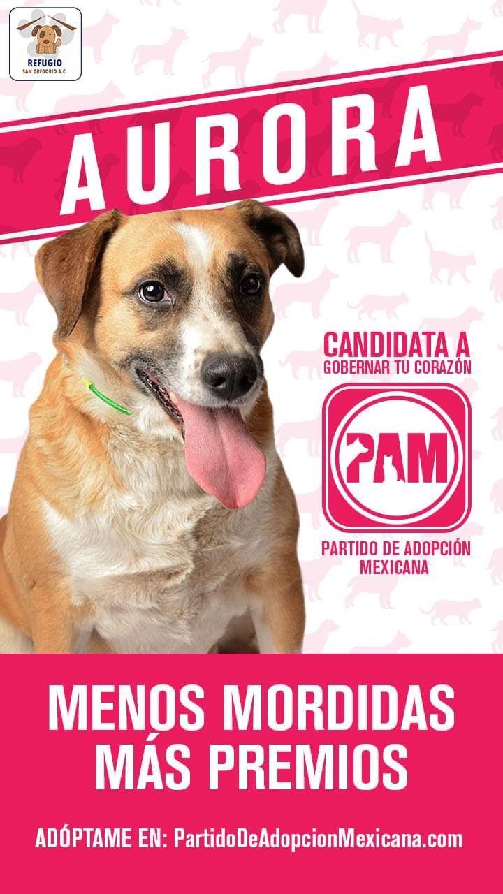 Partido de Adopción Mexicana 1621969724690