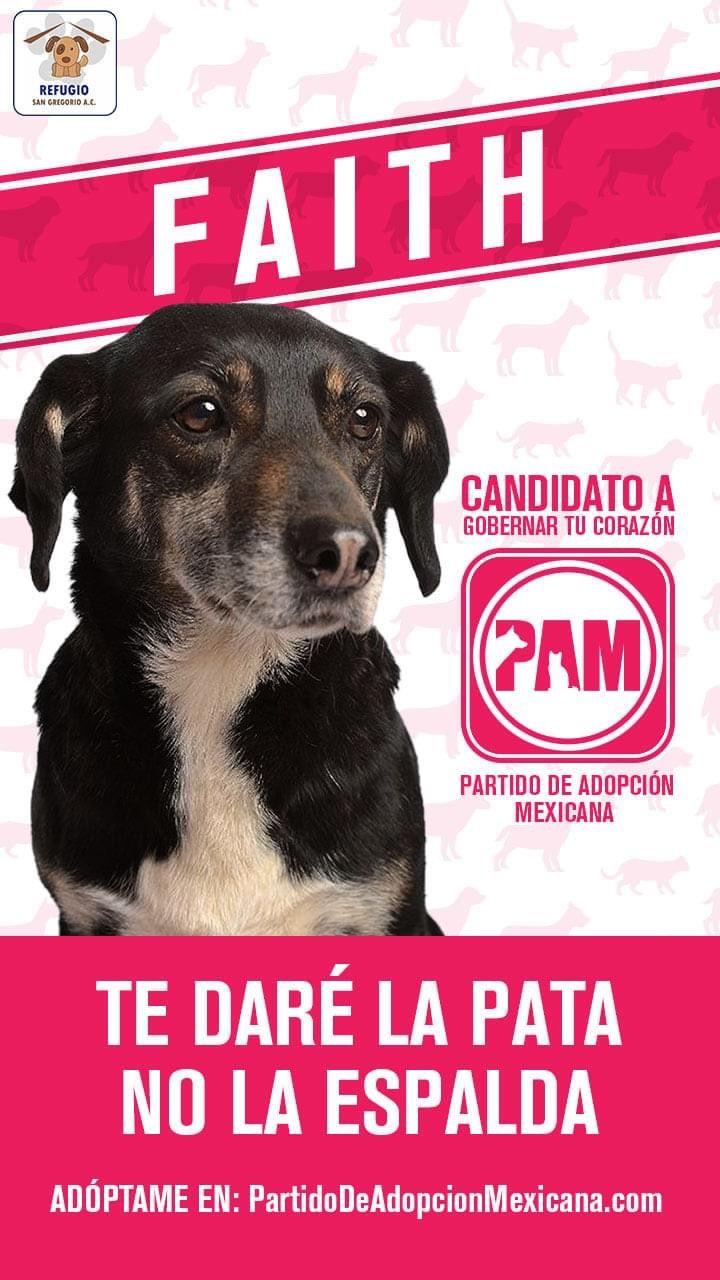 Partido de Adopción Mexicana 1621969725340