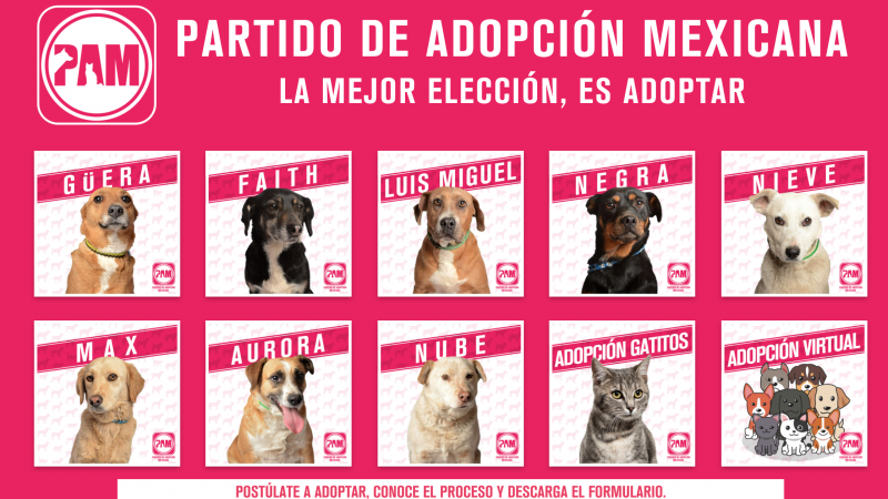 Web del Partido Adopción Mexicana
