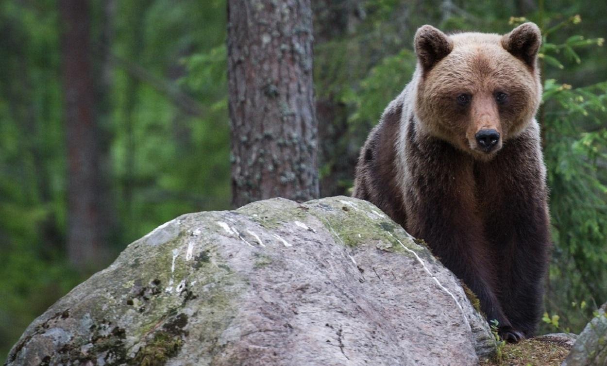 Imagen de archivo de un oso pardo en el bosque. Günter Lenhardt