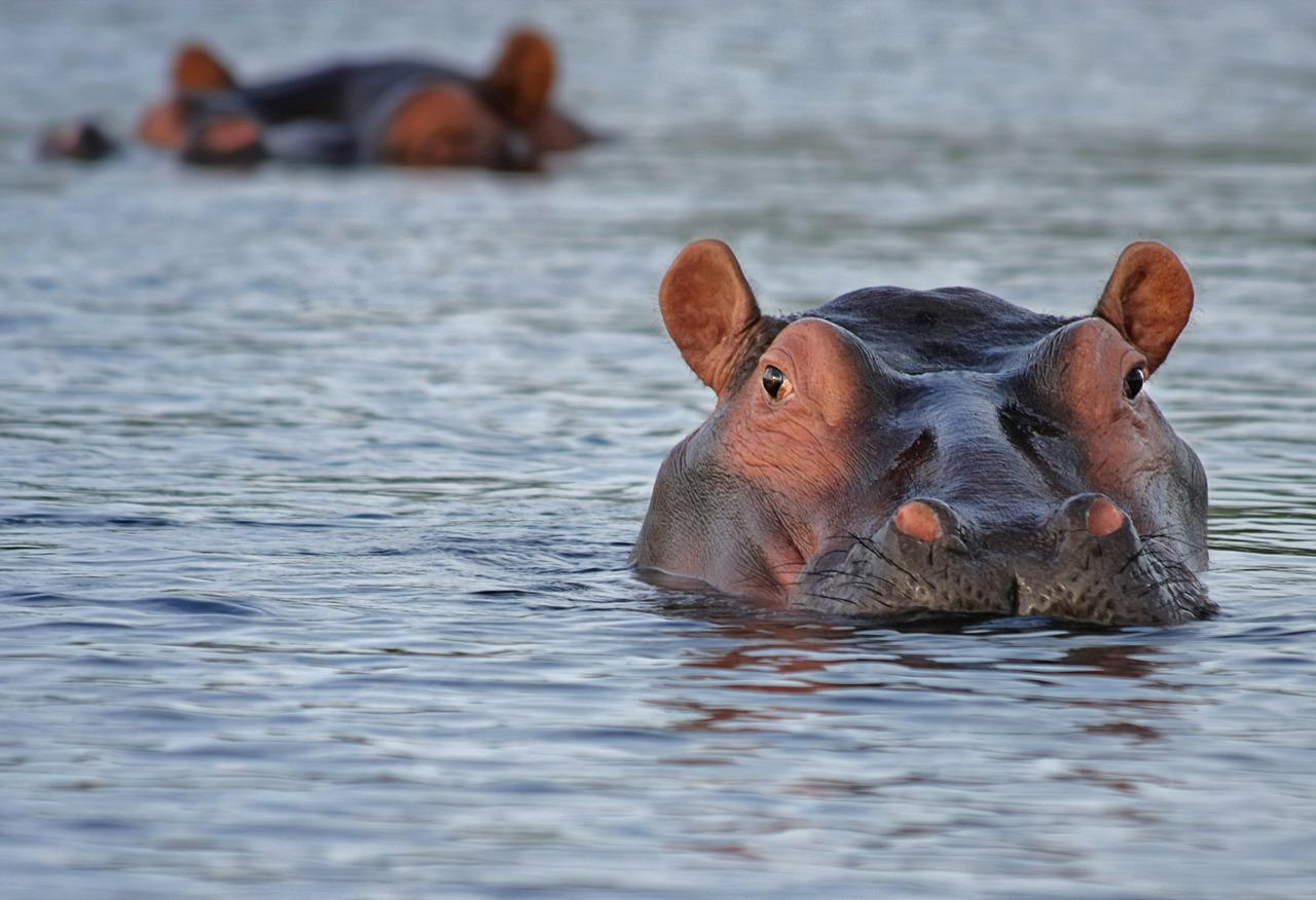 Un hipopótamo descansa en el agua. Pixabay/Archivo.