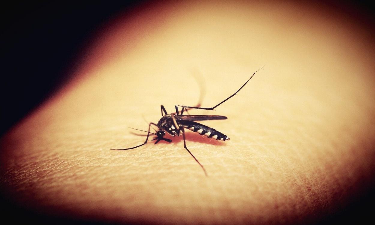 Un mosquito en una imagen de archivo. Pixabay