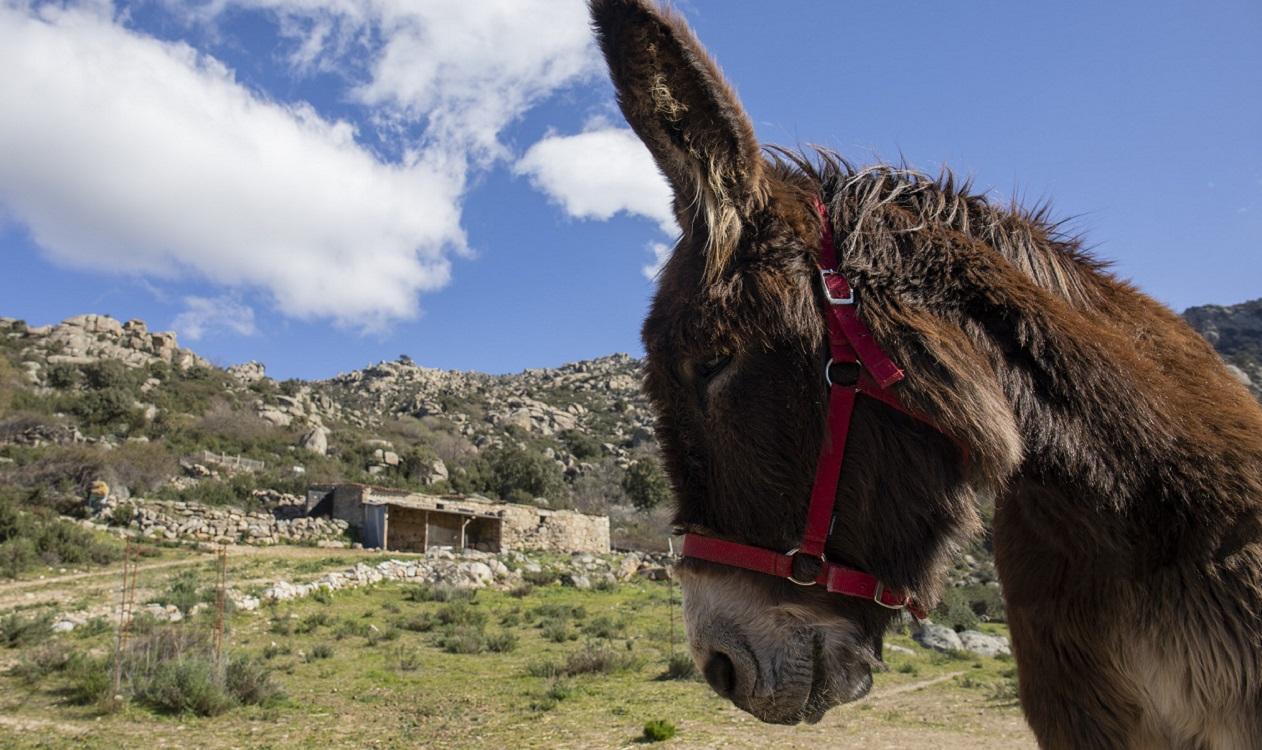 Uno de los burros de la Asociación Dejando Huella, en la localidad de Matalpino, Madrid. EP archivo