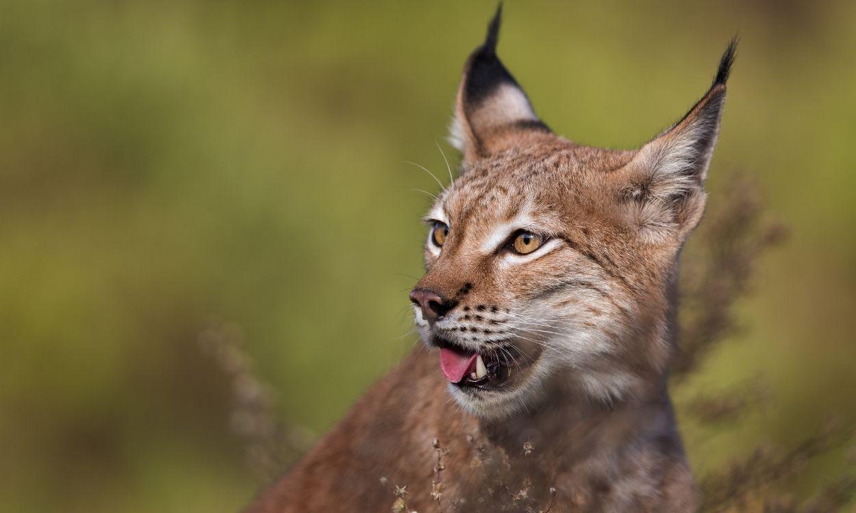 El lince ibérico supera el millar de ejemplares por primera vez desde hace veinte años