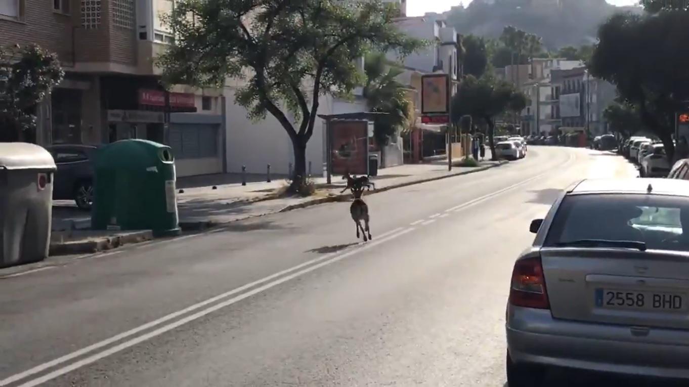 Cabras montesas en Málaga