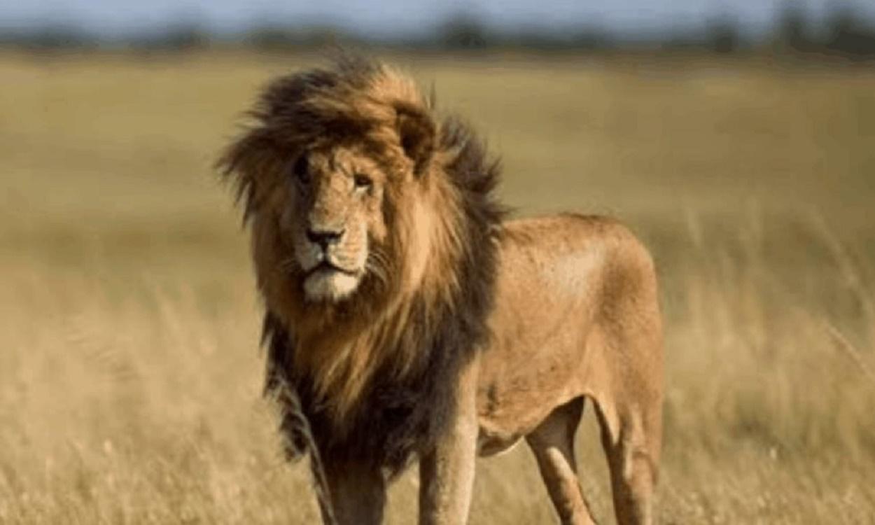 El león más longevo del planeta Scarface. @Thesafariaddict