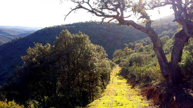 Paisaje del Parque Nacional de Cabañeros