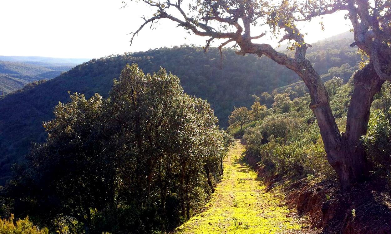 Parque Nacional Cañaberos. Wikipedia