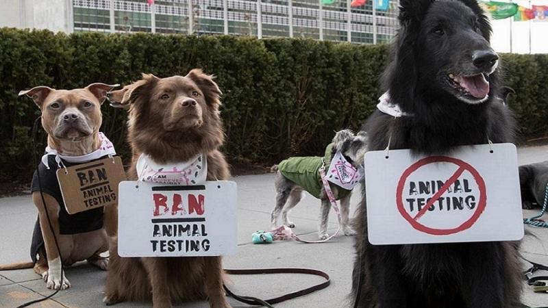 Perros con mensajes en contra del testeo en animales. EP