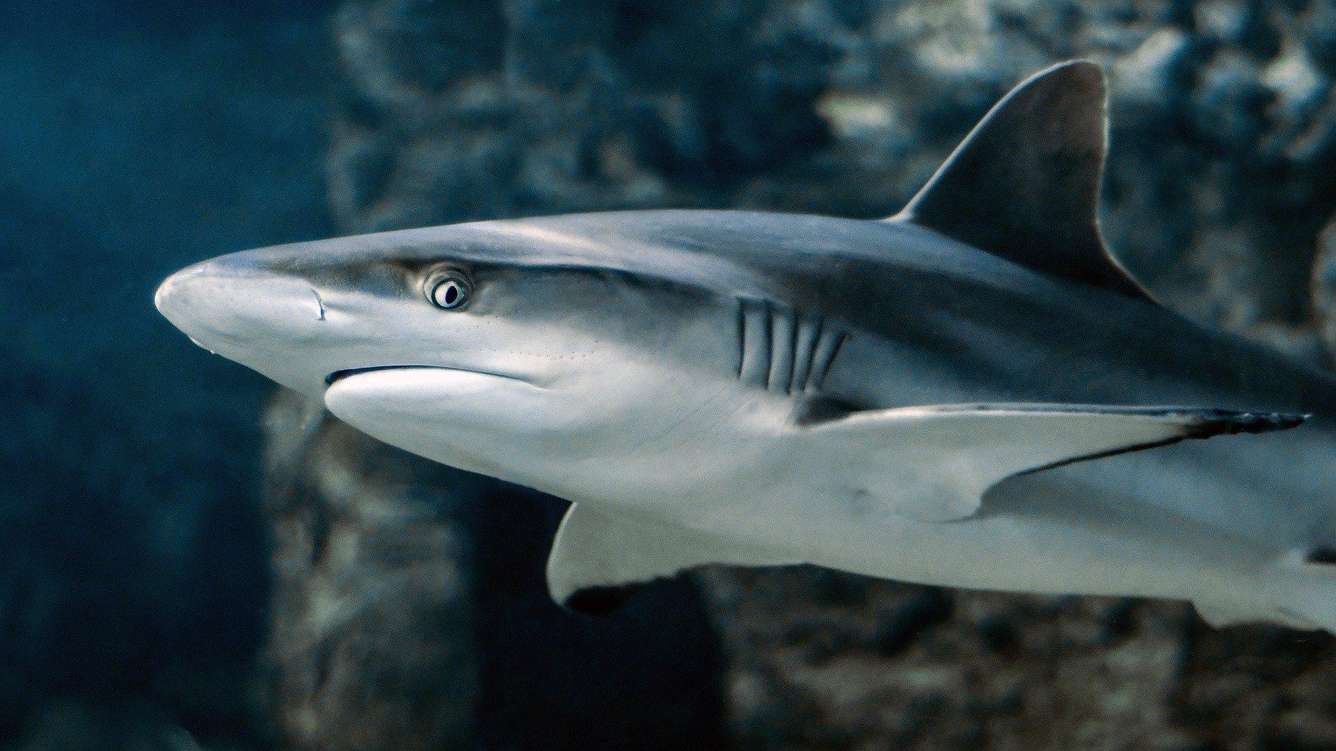 Arqueólogos identifican el ataque de un tiburón de hace 3.000 años