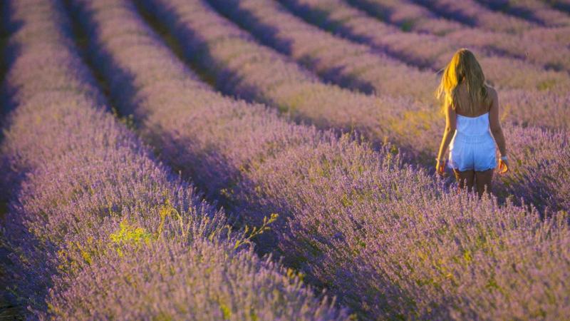 Festival Lavanda